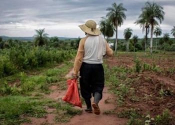 Paraguay o Sojaguay: el resultado del agronegocio