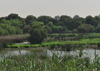 La situación de acoso a Doñana llega al Parlamento europeo de la mano de Verdes EQUO