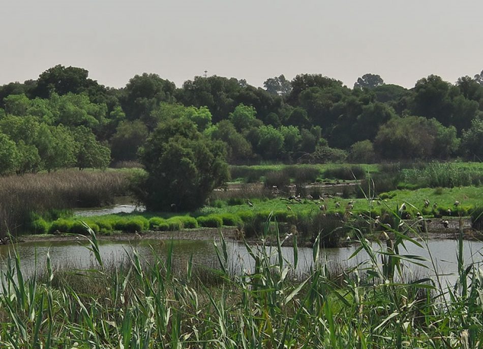 Doñana y el Mar Menor, lagunas litorales hermanadas