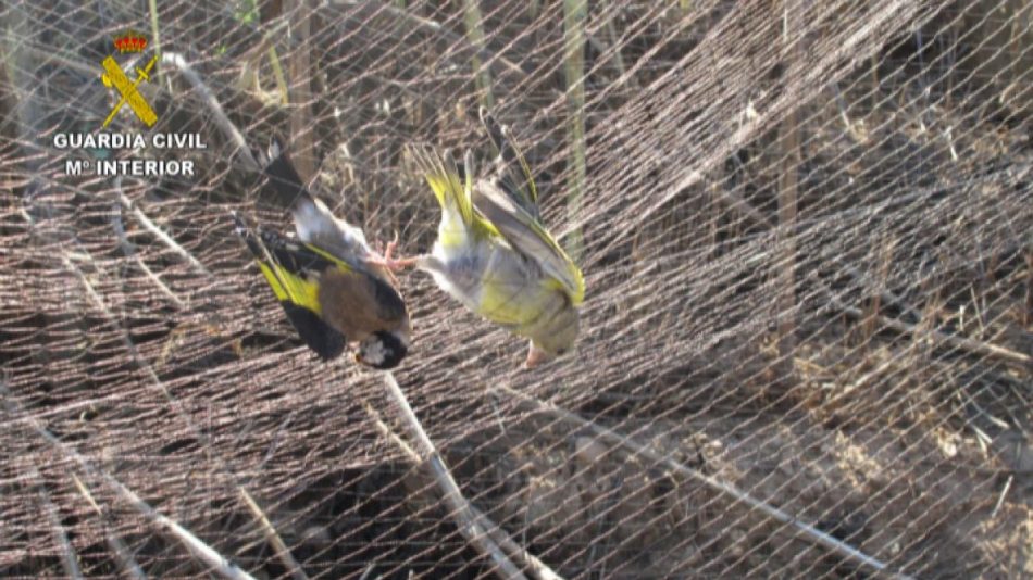 Silvestrismo: la cruel práctica prohibida por la que se manifestaron los cazadores el 20M