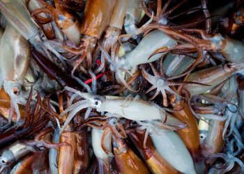 Un nuevo informe de Greenpeace destapa la pesquería sin control de calamar y la industrialización de los océanos