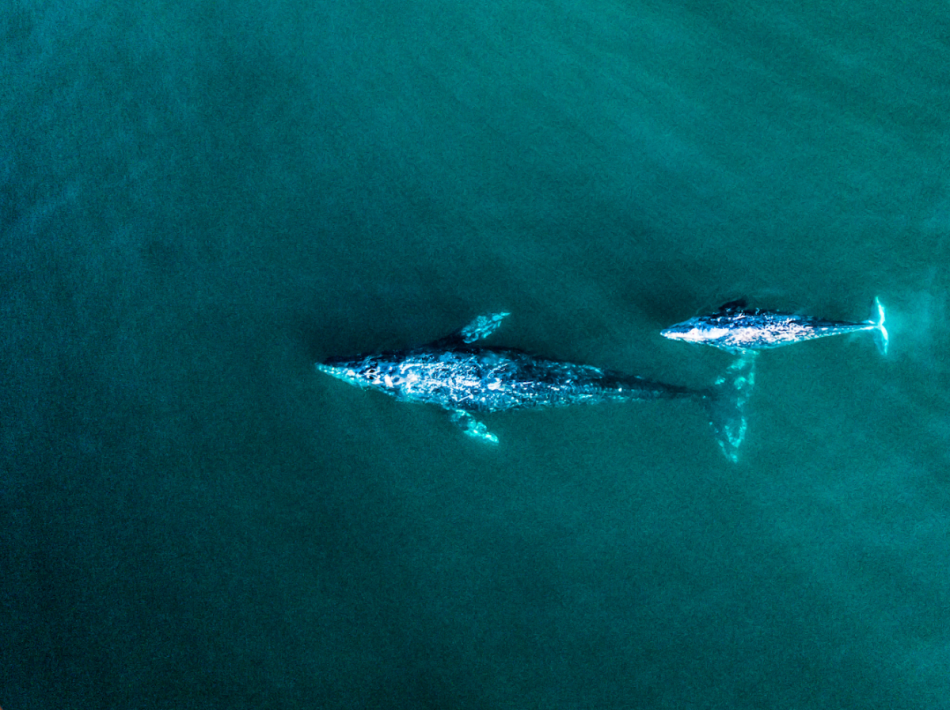 Ballenas peligran en Isla Espíritu Santo y Bahía Loreto