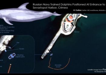 Informe: Rusia blinda con delfines su base naval en el mar Negro