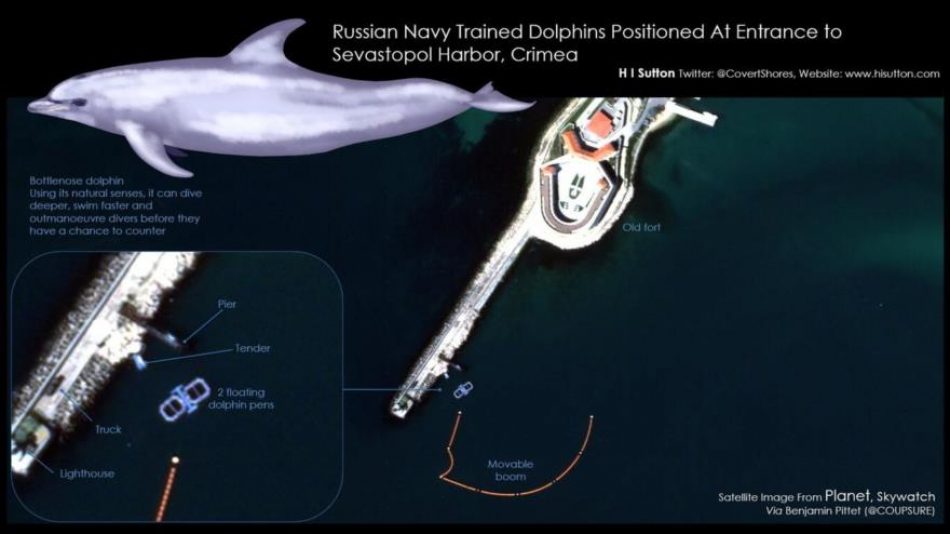 Informe: Rusia blinda con delfines su base naval en el mar Negro