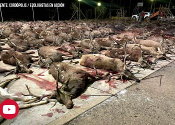 PACMA se querella contra los 73 cazadores y el propietario de la finca en la que murieron 450 animales en una macromontería