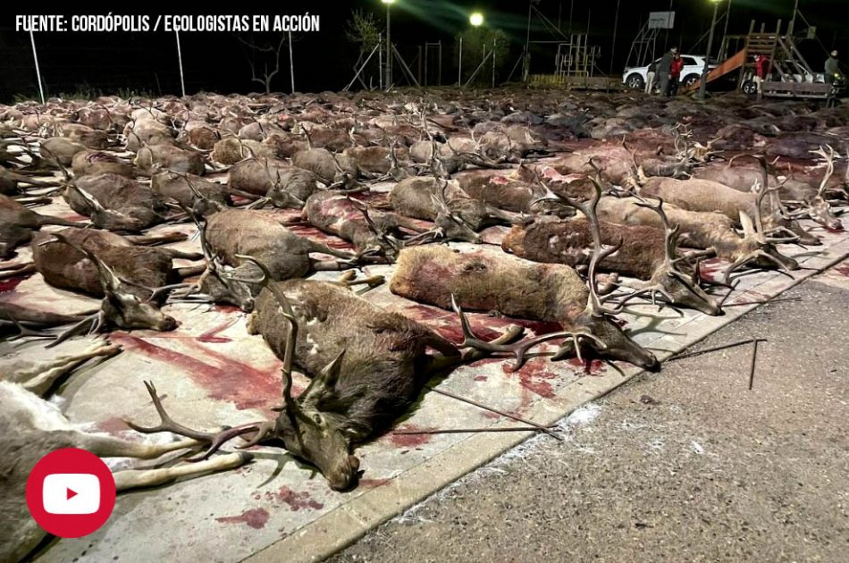 PACMA se querella contra los 73 cazadores y el propietario de la finca en la que murieron 450 animales en una macromontería