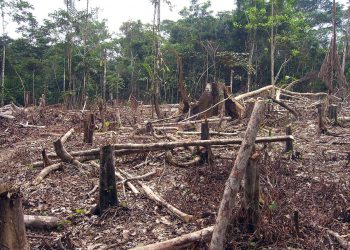 Al menos el 44% de la Tierra necesita un plan urgente de conservación para evitar la pérdida de biodiversidad