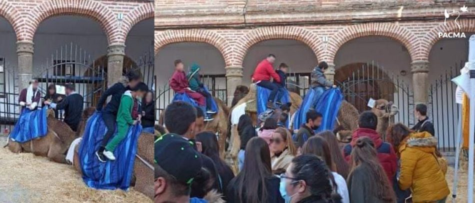 PACMA advierte de la explotación de camellos en las Jornadas Medievales de Oropesa