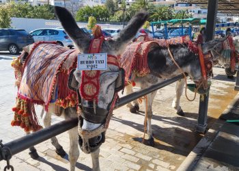 Los burro-taxis de Mijas: maltrato animal crónico con el beneplácito de la Administración