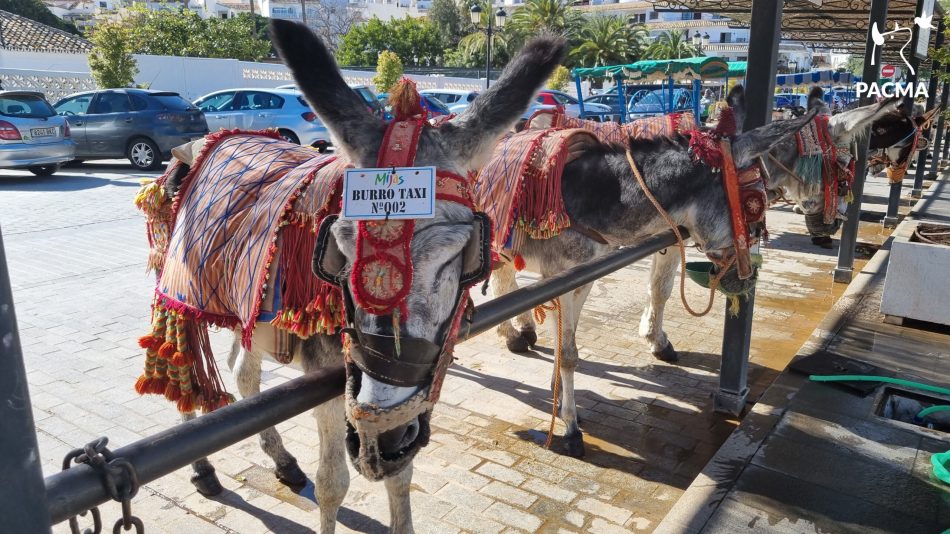 Los burro-taxis de Mijas: maltrato animal crónico con el beneplácito de la Administración