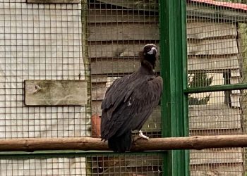 Un nuevo grupo de buitres negros llega a la zona de reintroducción de la Sierra de la Demanda