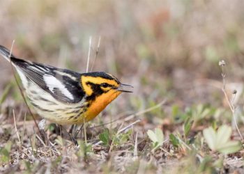 La contaminación lumínica perturba la migración de las aves