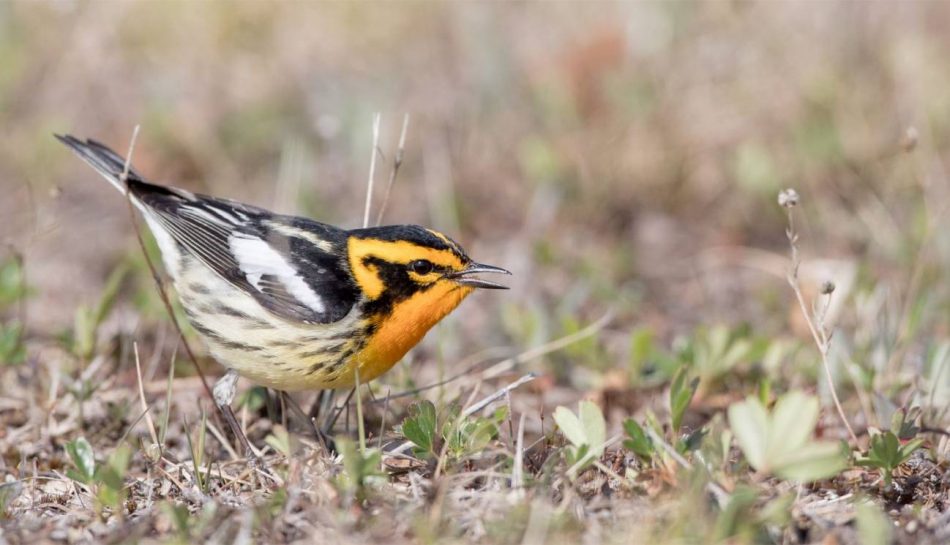 La contaminación lumínica perturba la migración de las aves