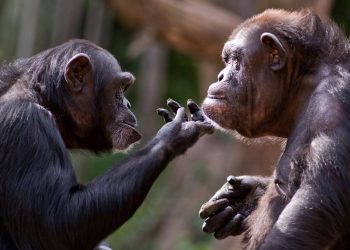 Los chimpancés ‘reconocen’ los cráneos de sus muertos