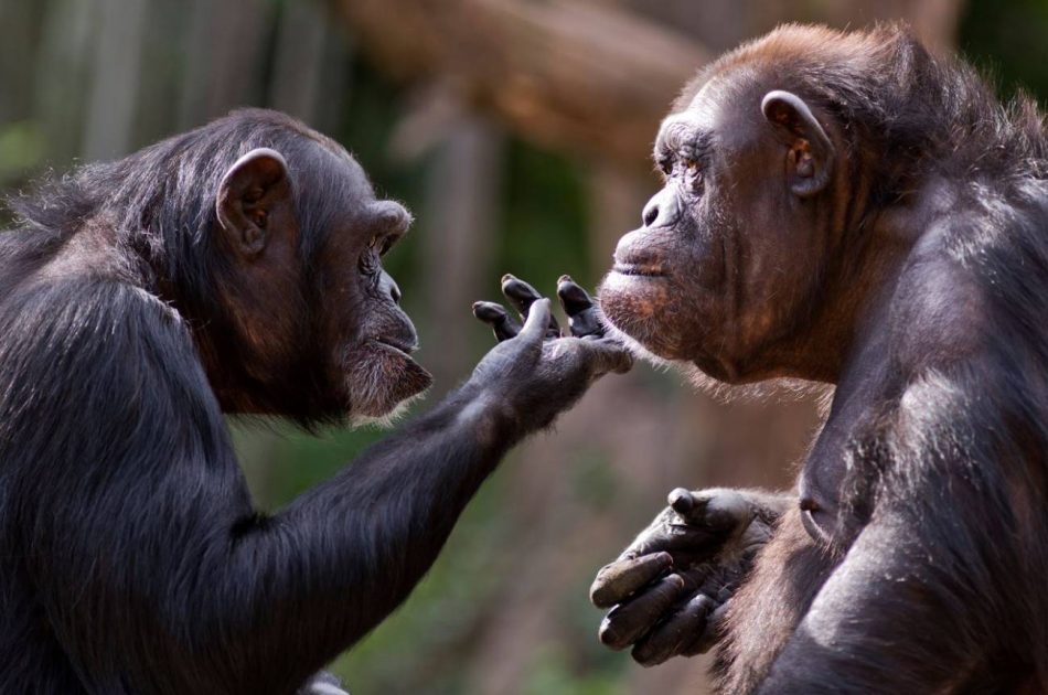 Los chimpancés ‘reconocen’ los cráneos de sus muertos