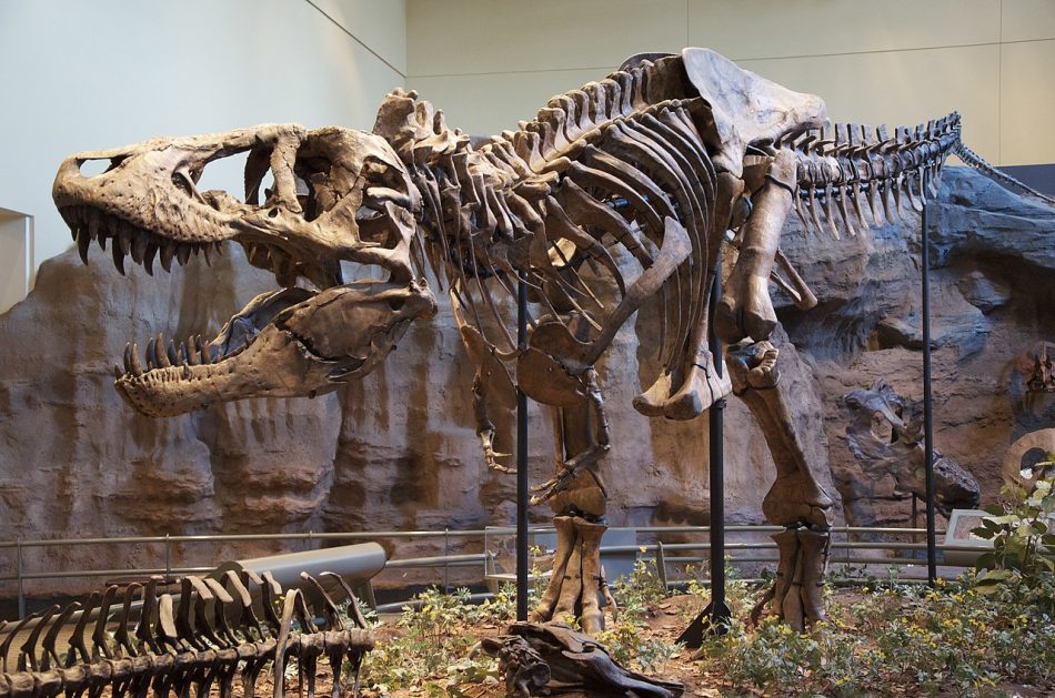 Por qué el ‘Tyrannosaurus rex’ es eterno, pero las plantas siempre serán invisibles