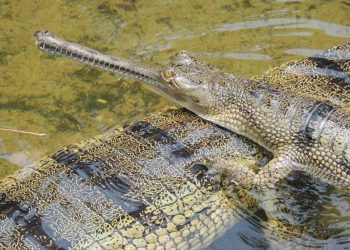 Una de cada cinco especies de reptiles está en peligro de extinción