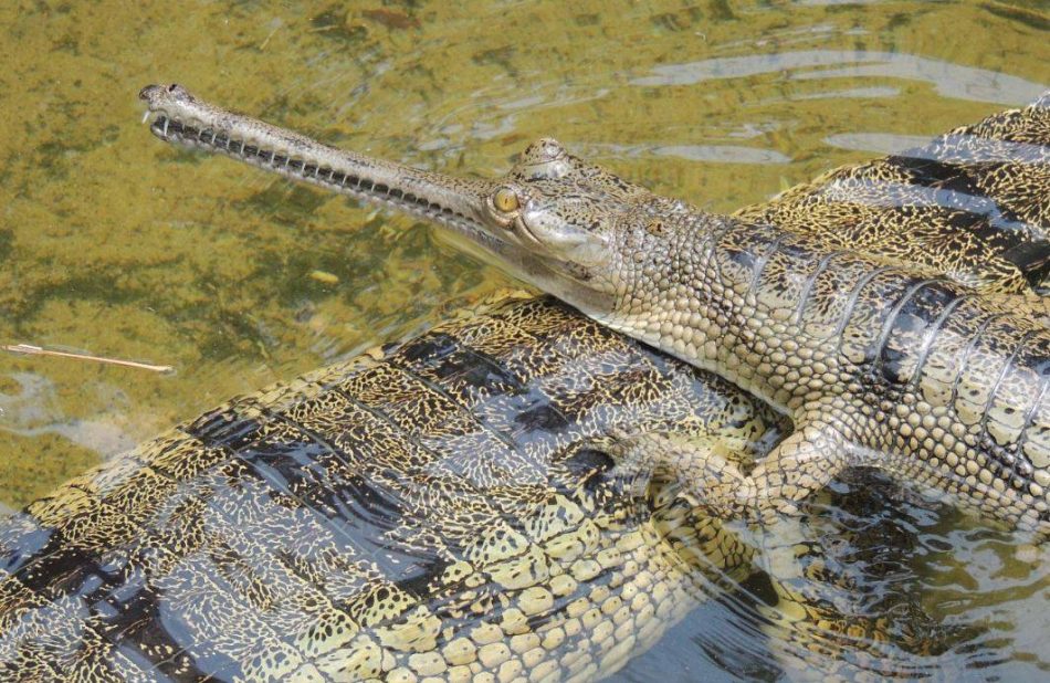 Una de cada cinco especies de reptiles está en peligro de extinción