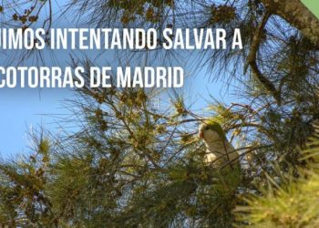 Un video compartido por PACMA vuelve a incendiar las redes por la caza de palomas y cotorras en Madrid