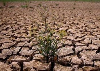 ONU advierte degradación del 40% de suelos del mundo