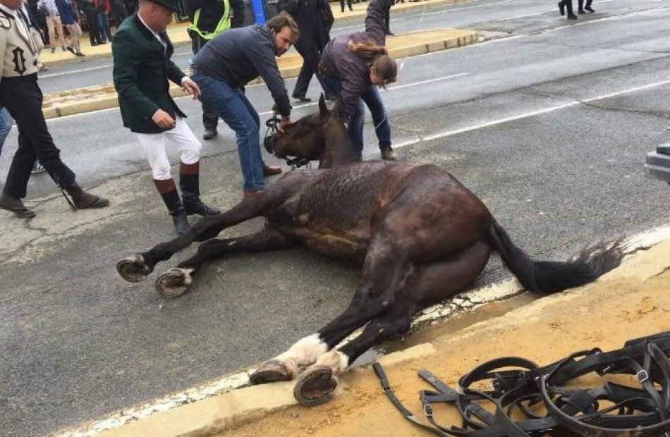 PACMA alerta de más caballos desplomados y uno fallecido en la Feria de Abril de Sevilla 2022