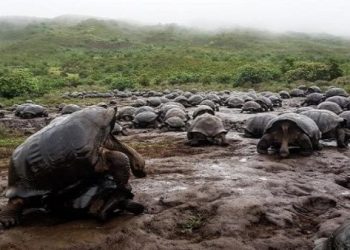Firman acuerdo en Ecuador para proteger a las islas Galápagos