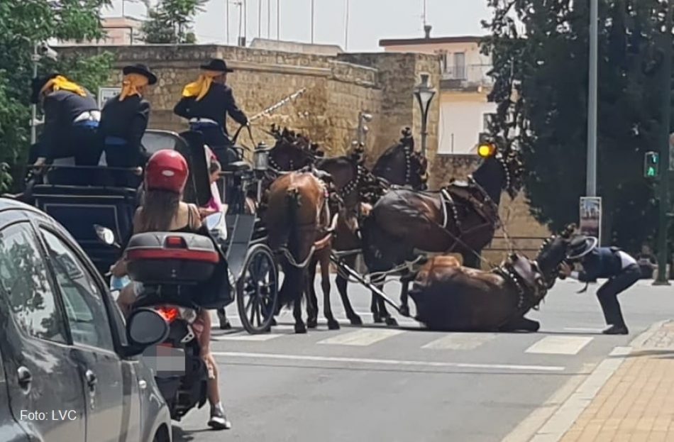 Más de un centenar de caballos muertos en ferias y romerías en la última década llevan a PACMA a demandar que se prohíba su uso por Ley