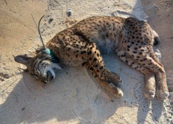 Alianza Verde denuncia la pasividad de Moreno Bonilla ante el imparable número de atropellos a linces en Doñana, y exige que tome medidas para garantizar su protección