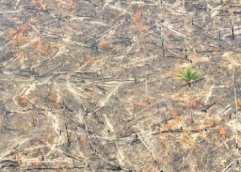Las organizaciones ecologistas ven positivo que el Congreso se plante contra la deforestación importada