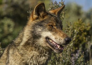 Alianza Verde celebra el rechazo del pleno del Congreso a la proposición de ley del PP que pretendía eliminar la protección del lobo