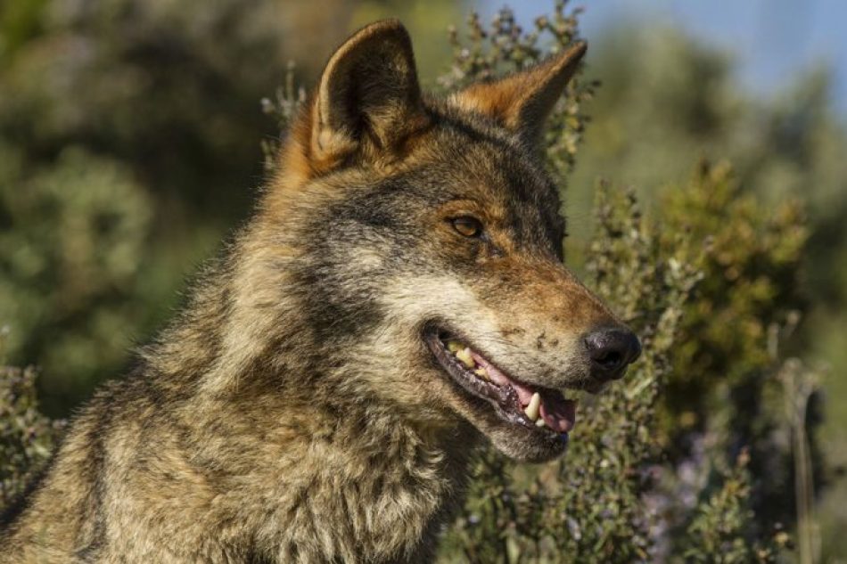 Alianza Verde celebra el rechazo del pleno del Congreso a la proposición de ley del PP que pretendía eliminar la protección del lobo