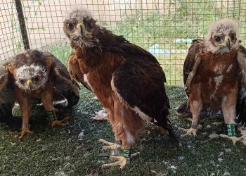 Cinco águilas de Bonelli han sido trasladadas a la Sierra de Guara para apoyar la recuperación de esta especie en Aragón