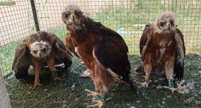 Cinco águilas de Bonelli han sido trasladadas a la Sierra de Guara para apoyar la recuperación de esta especie en Aragón
