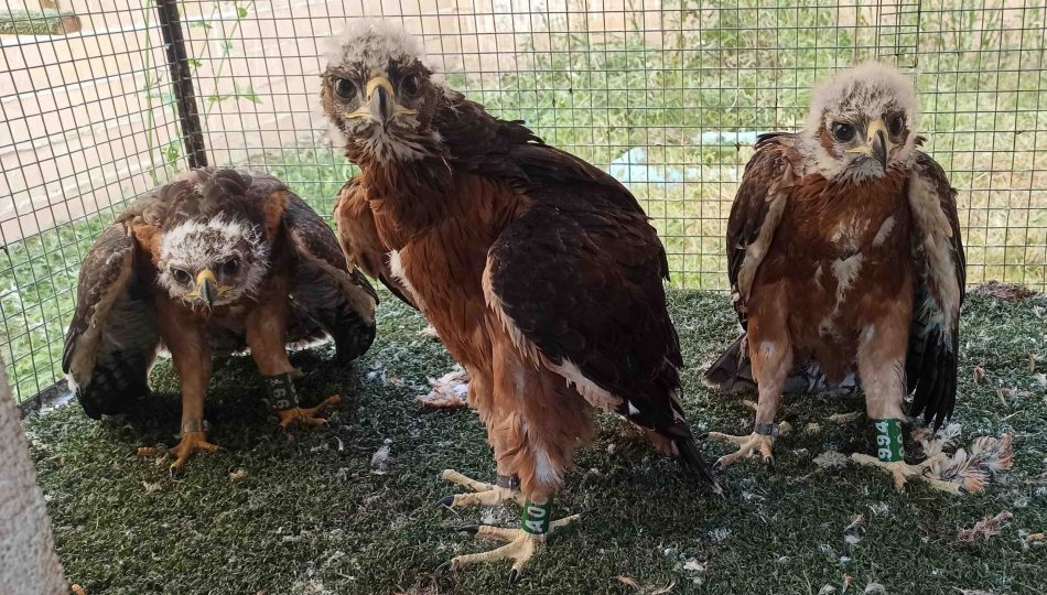 Cinco águilas de Bonelli han sido trasladadas a la Sierra de Guara para apoyar la recuperación de esta especie en Aragón