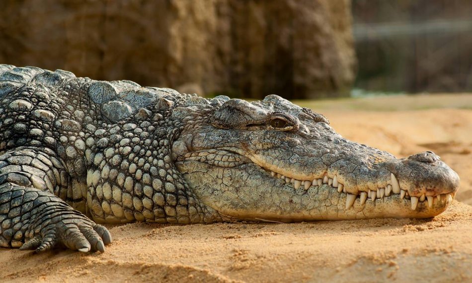 Los cocodrilos que convivieron con los dinosaurios andaban más erguidos que los actuales