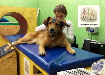 Los perros saben distinguir entre las risas, los bostezos o las toses de los humanos