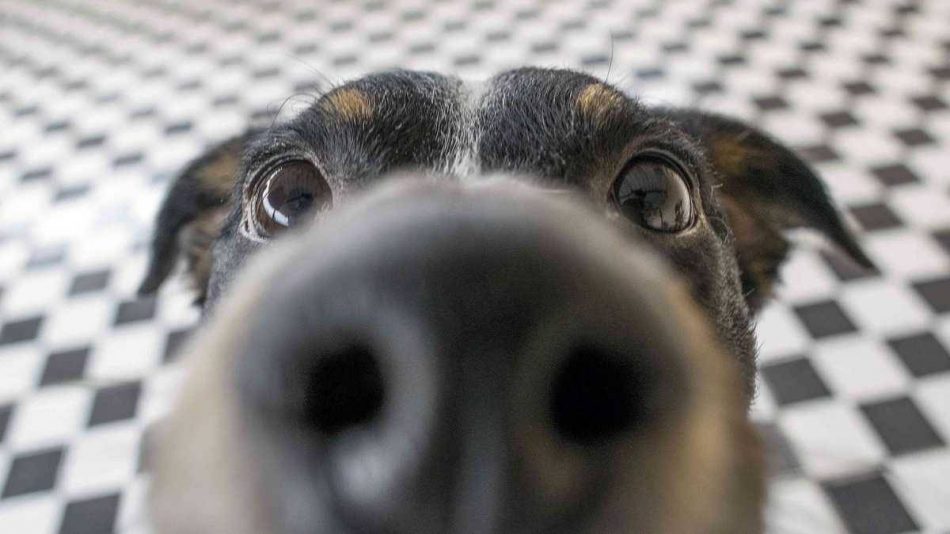 Perros rastreadores son capaces de detectar la covid-19 en pasajeros del aeropuerto