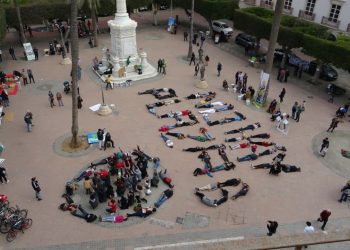 Reconocen el valor histórico y ambiental de la sentencia del Alto Tribunal Andaluz respecto a la permanencia de los ficus de la Pl. Vieja de Almería