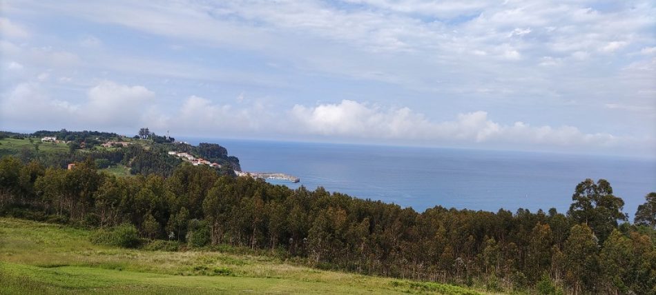 Una nueva amenaza se cierne sobre los bosques asturianos: el principado anuncia la autorización de plantaciones de eucalipto nitens