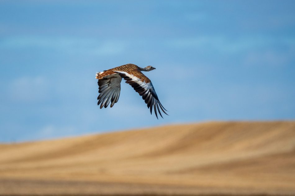 Fundación Global Nature afirma que la La flexibilidad en los barbechos, una nueva amenaza para las aves esteparias