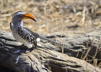 Una de las aves típicas de Sudáfrica se enfrenta a la extinción local por la crisis climática