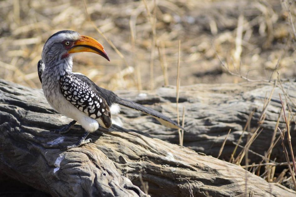 Una de las aves típicas de Sudáfrica se enfrenta a la extinción local por la crisis climática