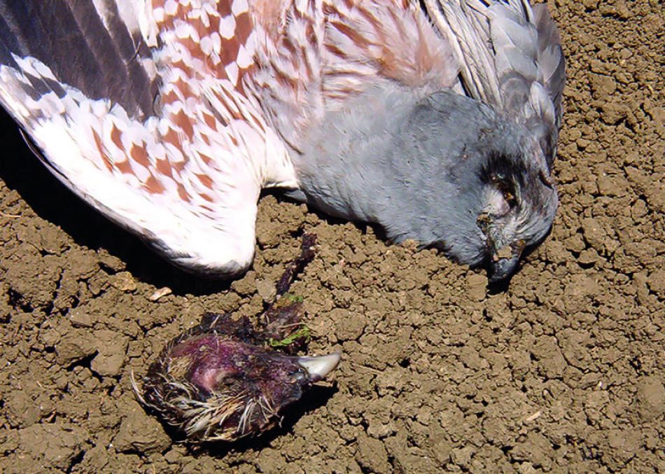 Ecologistas en Acción, SEO/BirdLife y WWF ejercen la acusación popular en el juicio por el caso más grave de envenenamiento de rapaces en Castilla-La Mancha