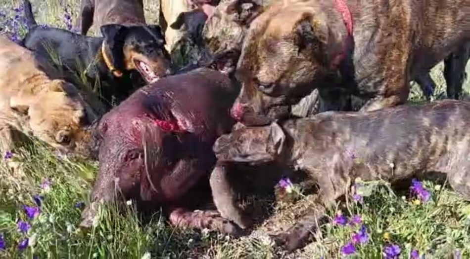 PACMA denuncia ante la Fiscalía a un rehalero extremeño por entrenar a sus perros con cerdos vivos