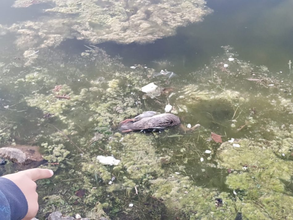 Aparecen aves muertas en el lago del Parque de Las Cruces de Carabanchel por sexto año consecutivo