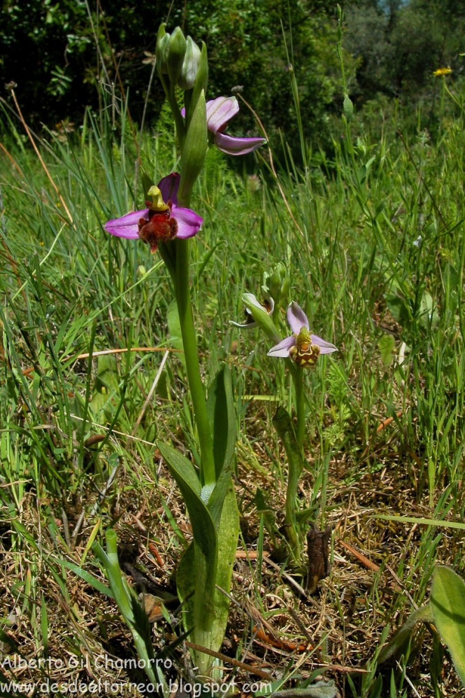 Solicitan que la Orquídea de Almaraz (Ophrys apífera var. almaracendis) se incluya en el Catálogo Regional de Especies Amenazadas de Extremadura