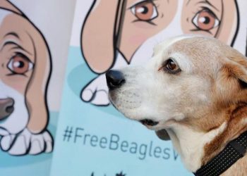 Novedades en el caso del experimento de los 38 beagles: el Juzgado habría notificado la desestimación de las medidas cautelarísimas a la prensa antes que a PACMA