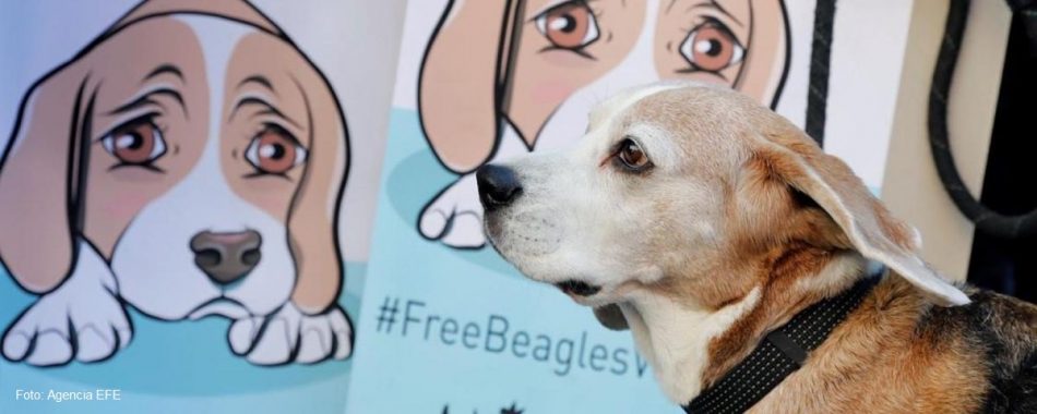 Novedades en el caso del experimento de los 38 beagles: el Juzgado habría notificado la desestimación de las medidas cautelarísimas a la prensa antes que a PACMA