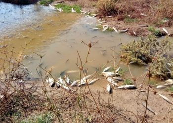 Ismael Sánchez denuncia la presencia de peces muertos en las azudas de Alcalá de Guadaíra