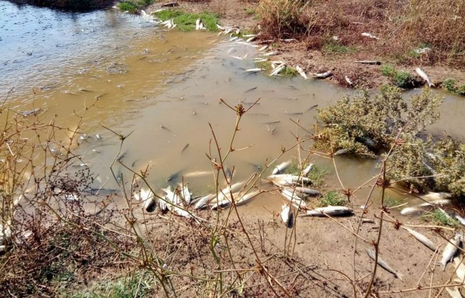 Ismael Sánchez denuncia la presencia de peces muertos en las azudas de Alcalá de Guadaíra